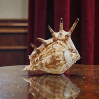 Khadi Natural Heera Shankh – Rare Right Handed Spiritual Shell for Wealth, Prosperity & Vastu
