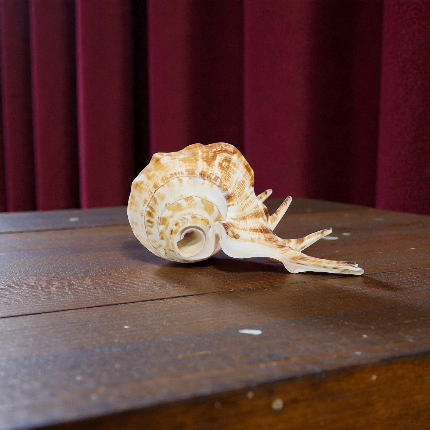 Khadi Natural Heera Shankh – Rare Right Handed Spiritual Shell for Wealth, Prosperity & Vastu
