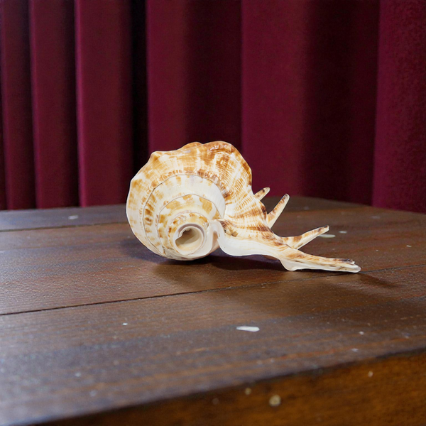 Khadi Natural Heera Shankh – Rare Right Handed Spiritual Shell for Wealth, Prosperity & Vastu