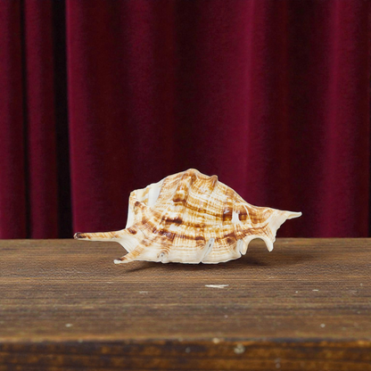 Khadi Natural Heera Shankh – Rare Right Handed Spiritual Shell for Wealth, Prosperity & Vastu