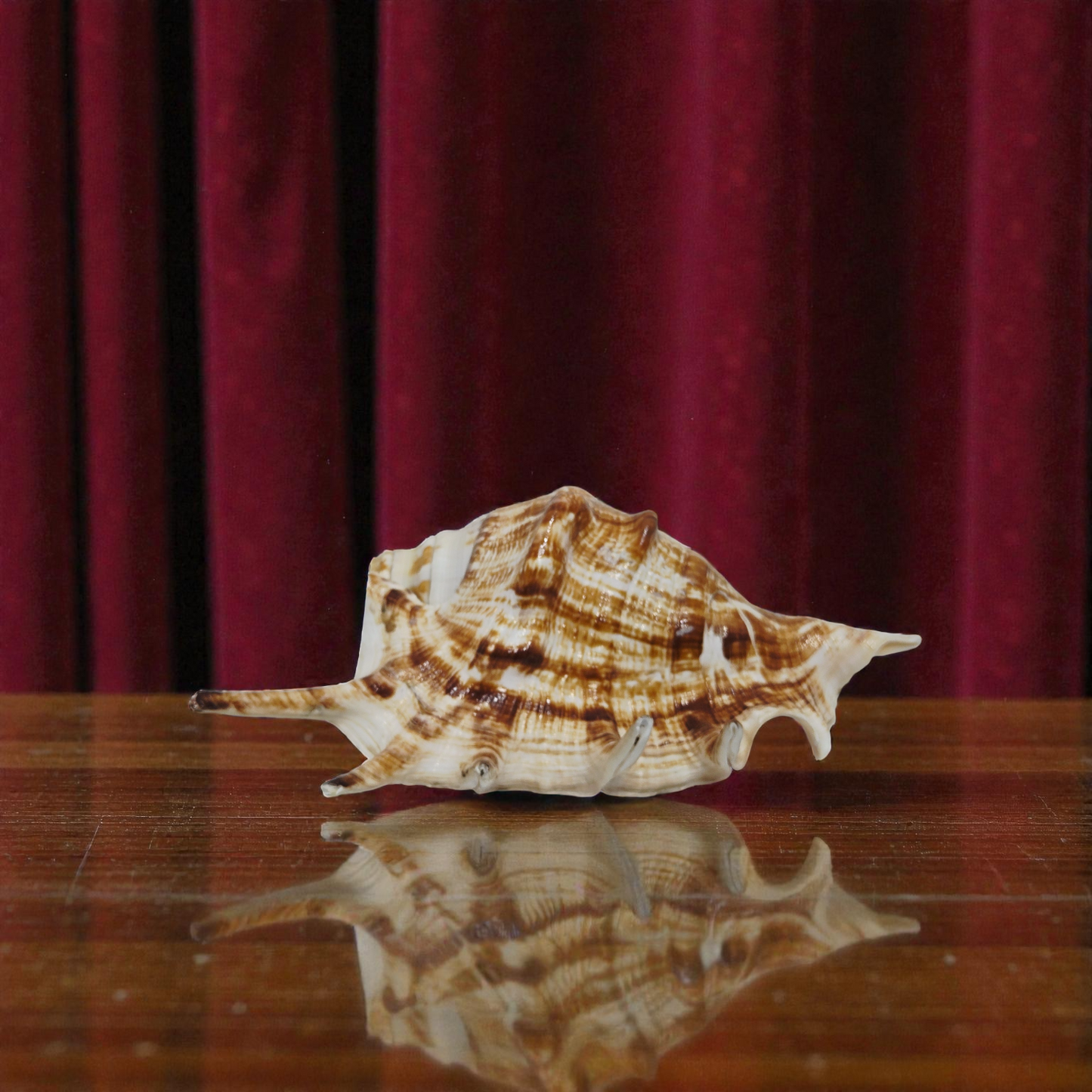 Khadi Natural Heera Shankh – Rare Right Handed Spiritual Shell for Wealth, Prosperity & Vastu