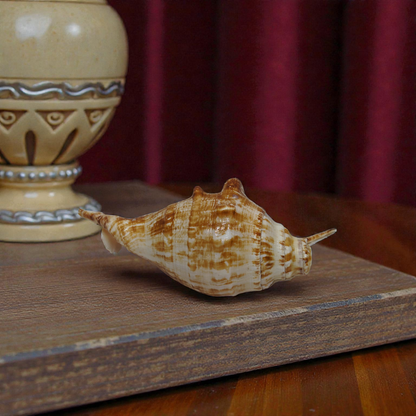 Khadi Natural Heera Shankh – Rare Right Handed Spiritual Shell for Wealth, Prosperity & Vastu