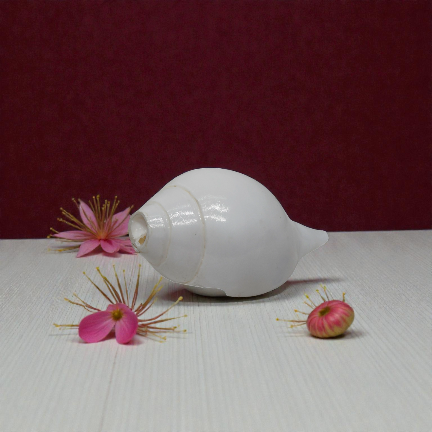 White  Shankh