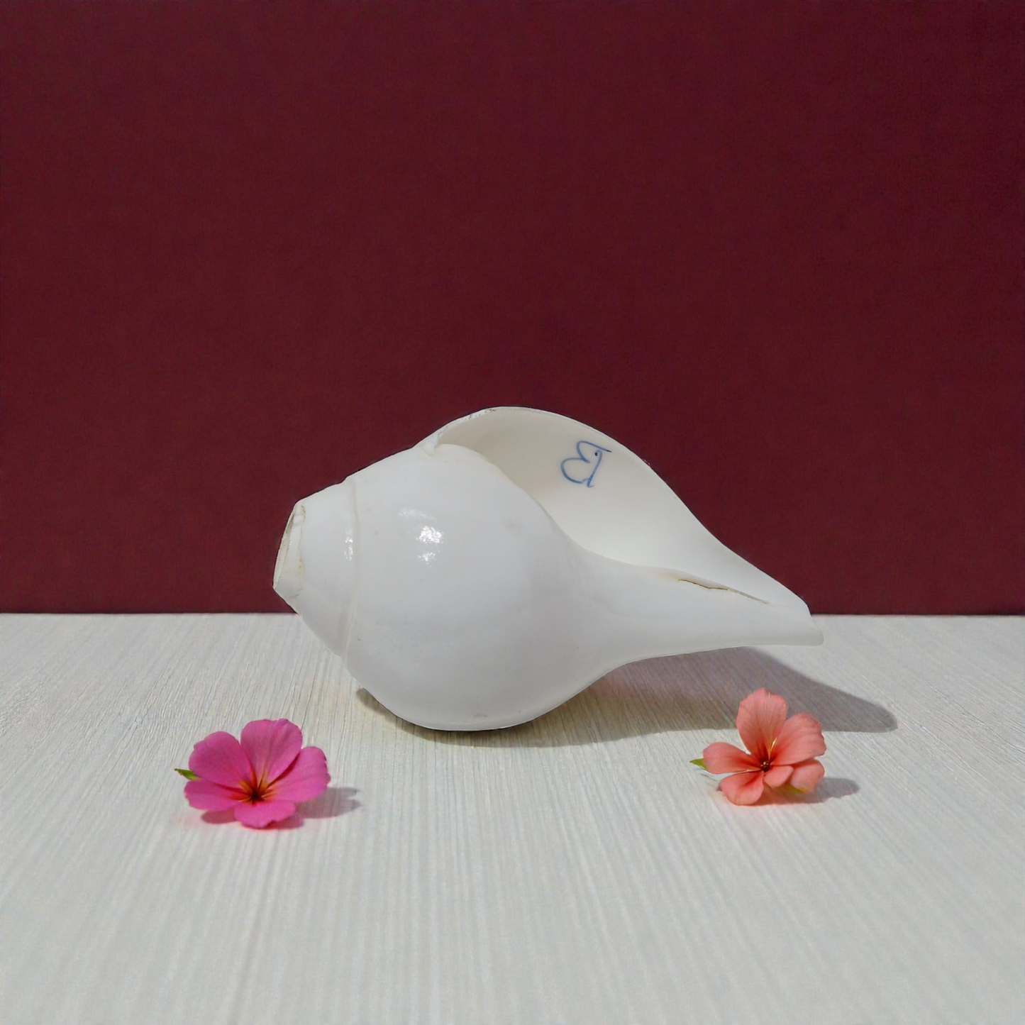 White  Shankh