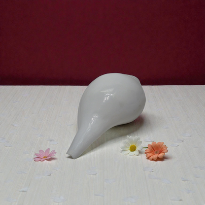 White  Shankh