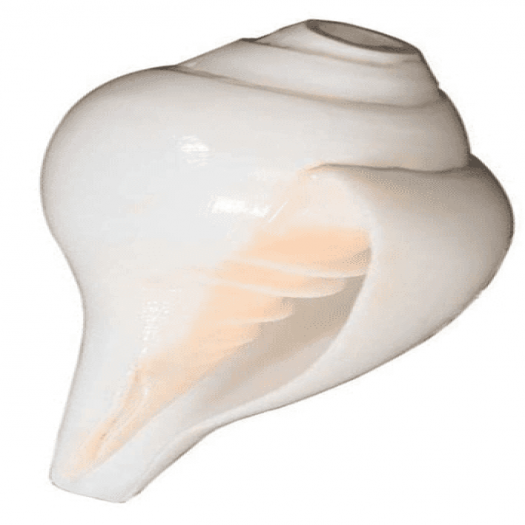 White  Shankh